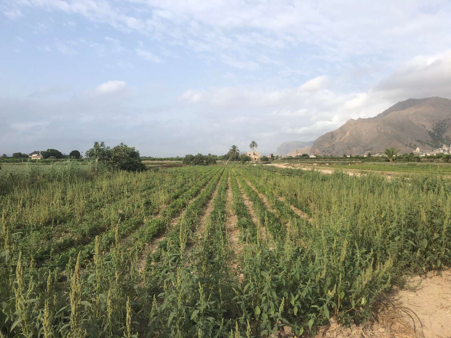 Country Property salgai in Callosa de Segura